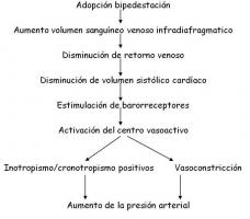 Hipotensión ortostática y disfunción autonómica - NeuroWikia