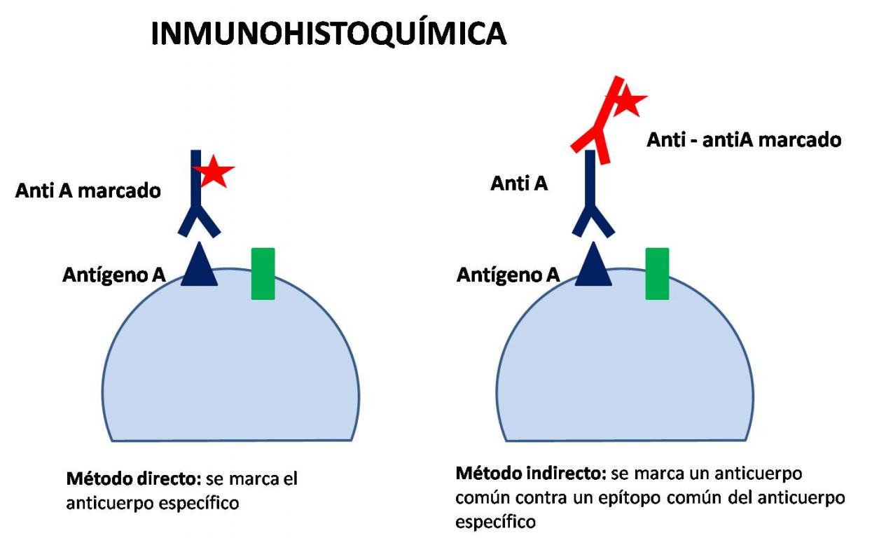 Tecnicas de biologia molecular